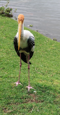 Painted Stork near the Lake,  Ibis leucocephalus 