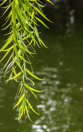 Green Branches of Willow over Water, Nature Shoot