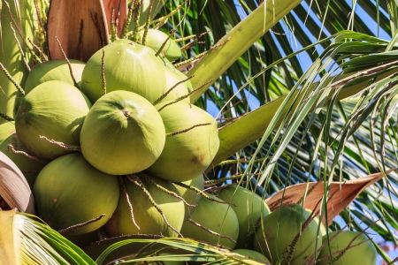 Young Coconut on Prolific Coconut Tree, Closeupの写真素材