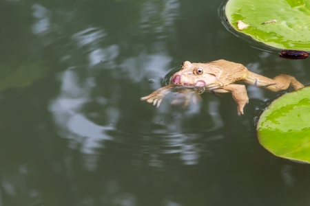 Commond Toad Swimming in the Pond surrounding by small fishesの写真素材