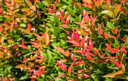 Colorful Leaves in Sunshine Morning, Close-up and Foreground Focusの写真素材