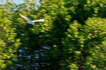 White Bird flying in blurred background. Camera panning for motion blur.の写真素材
