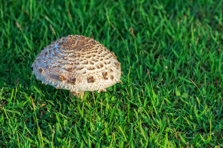 Wild Mushroom on green grass, Closeupの写真素材