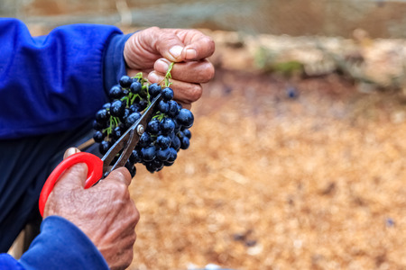 A man trimming and Sorting Bunch of Seedless Grapes after Harvestingの写真素材