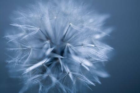 Dandelion seed ballの写真素材