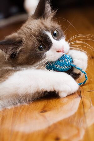 Kitten playing with chew toyの写真素材