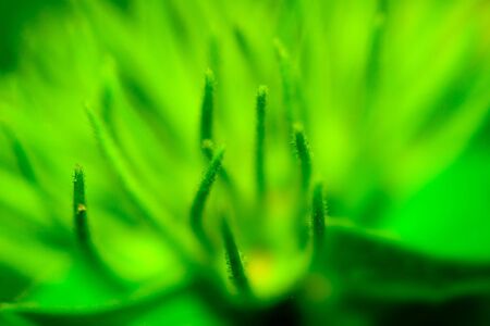 Super shallow depth of field nature abstractの写真素材