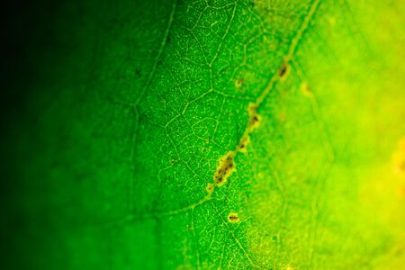 texture sharp in the middle, bluring to left and rightの写真素材