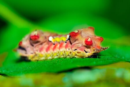 brightly colored caterpillar crawls along green leafの写真素材
