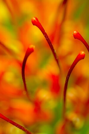 Abstract flower parts in shalow depth of field
