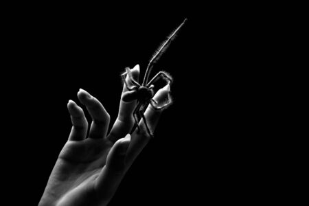 Spider on hand pointingの写真素材