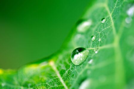 Rain drop clinging to a leaf