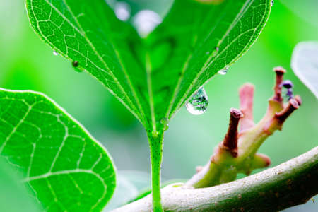 A large drop of water forms on a green leaf
