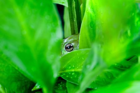 Green tree frog in plantsの写真素材