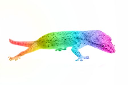Multi colored gecko の写真素材