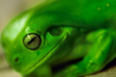 Green tree frog close upの写真素材