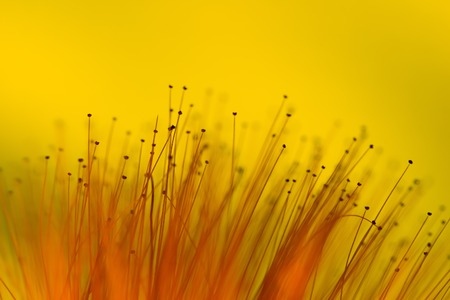 Nature abstract shot of bottlebrush flower with shallow depth of fieldの写真素材