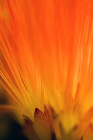 Abstract shot of out of focus part of flowerの写真素材