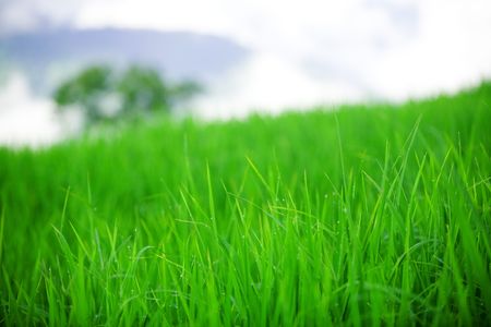 Early morning dew on field of grassの写真素材