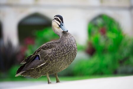 Duck sitting on edge of pond with green foliage in backgroundの写真素材