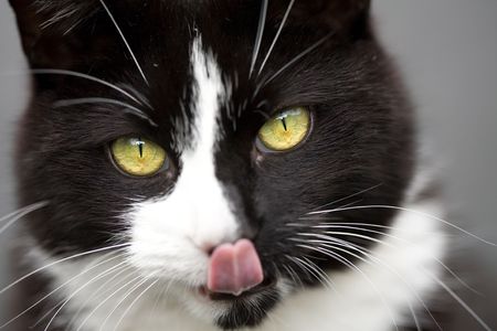 Face shot of cat licking lips with bright green eyes