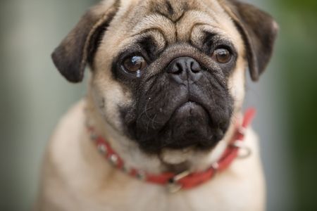 A little dog so ugly it's cuteの写真素材