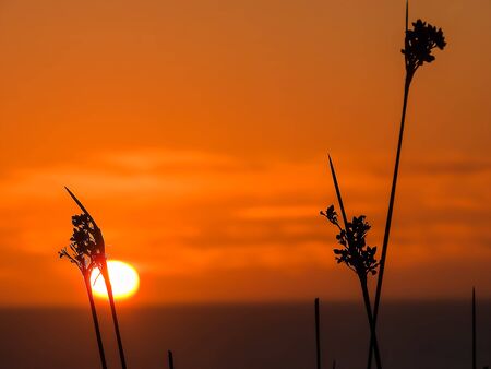 The sunset with weeds in the foregroundの写真素材