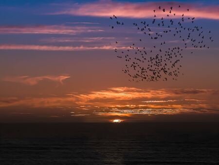 Flock of seagulls flying over the sea at sunset