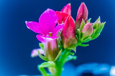 Focus with a small fuchsia flowerの写真素材