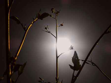 Super foll moon shining on the night skyの写真素材