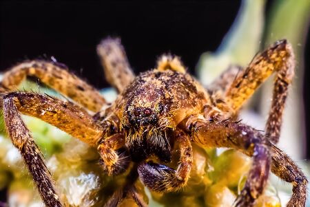 Macro photography of a spider in the foreground
