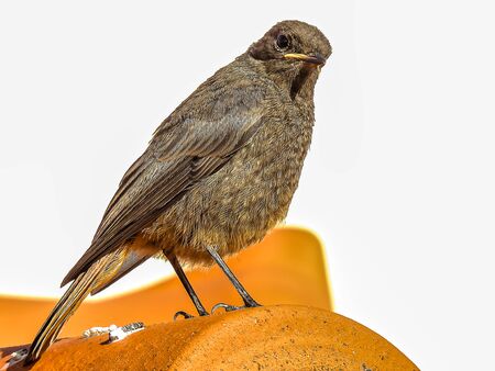 A small bird caught on the groundの写真素材