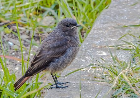 A small bird caught on the groundの写真素材