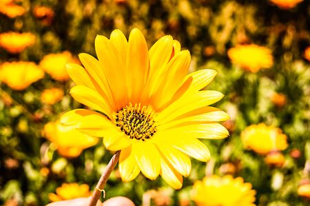 Yellow wildflower in the foregroundの写真素材