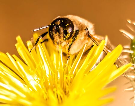 A bee collecting pollen from a yellow flowerの写真素材