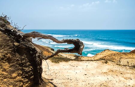 When walking along the ocean you meet strange shapes like this root