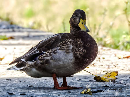A wild duck on a concrete sidewalk in a city park near a dry leafの写真素材