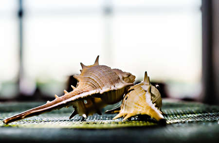 Two shells in front of a window on a green plastic supportの写真素材