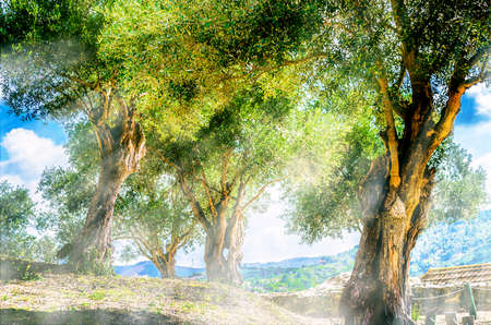 Landscape with sunbeams among the olive trees on a hill near a castleの写真素材