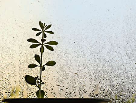 A small plant at a window full of raindrops on a blurred backgroundの写真素材
