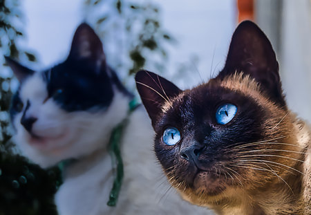 Cats with an air of curiosity looking very carefully at something