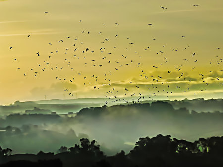 Landscape before sunrise with fog in the valley and birds in flight