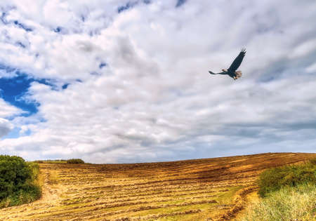 Rural landscape with field and sky in the midday lightの写真素材
