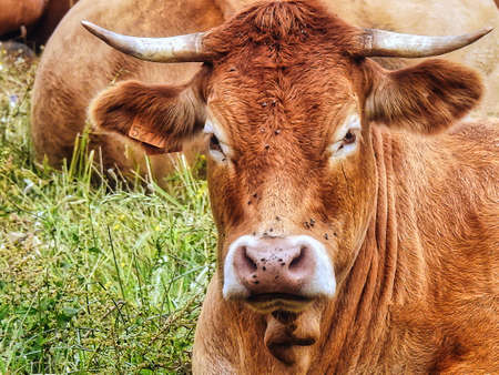 A cow looking at the camera on the pasture fieldの写真素材