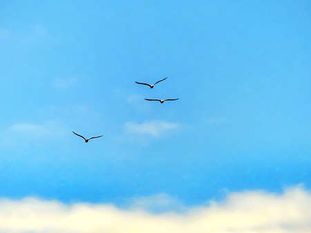 Seagulls flying in the blue sky with dense white clouds