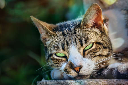 The cat resting in the sun on a summer afternoonの写真素材