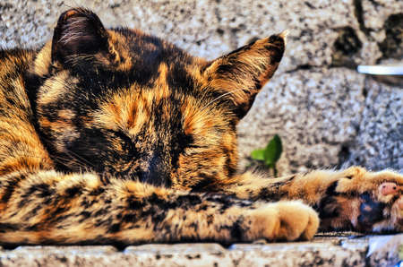 The cat resting in the sun on a summer afternoon