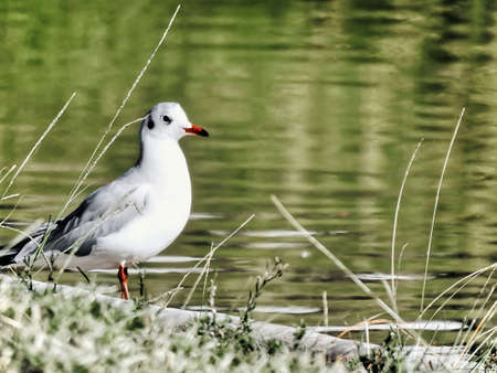 A seagull on the ground in early autumn