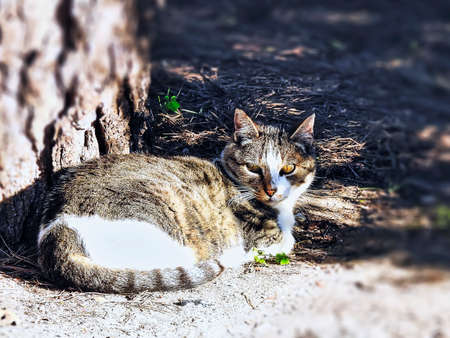 A cat sitting in the sun next to a tree