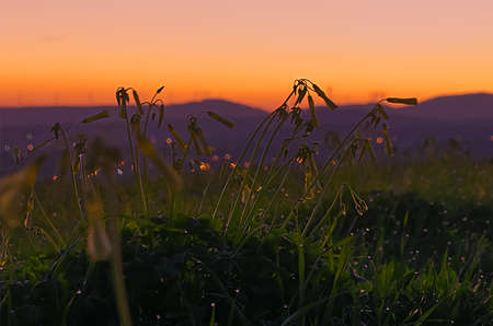Rural landscape at sunrise at blue hourの写真素材